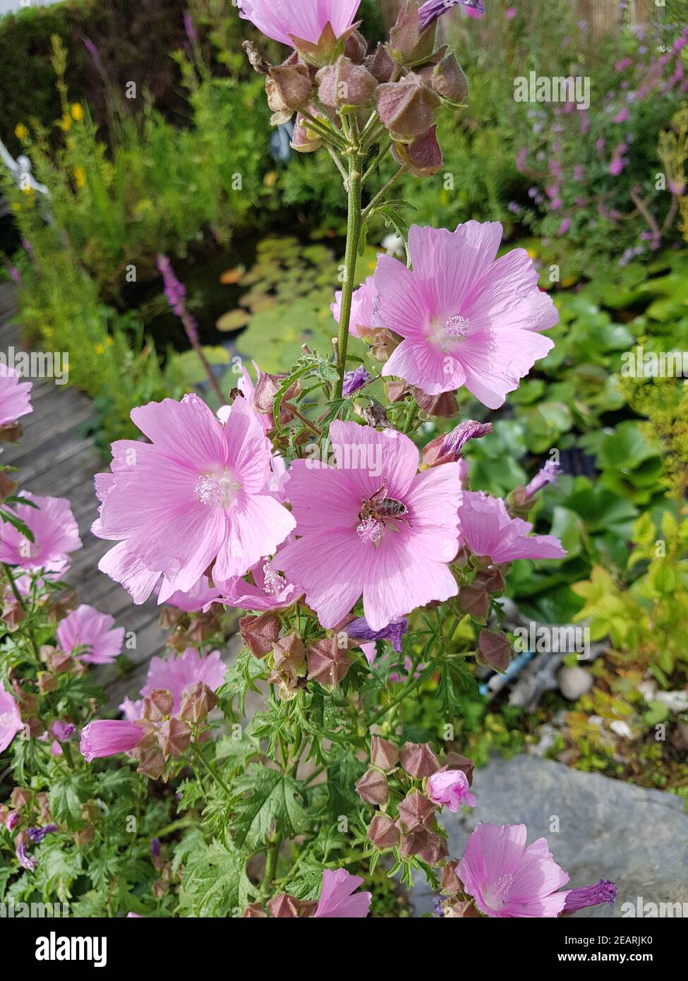 Preyriemalve, Sidalcea oregana Stockfoto