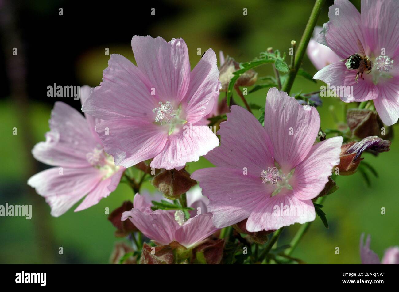 Preyriemalve, Sidalcea oregana Stockfoto