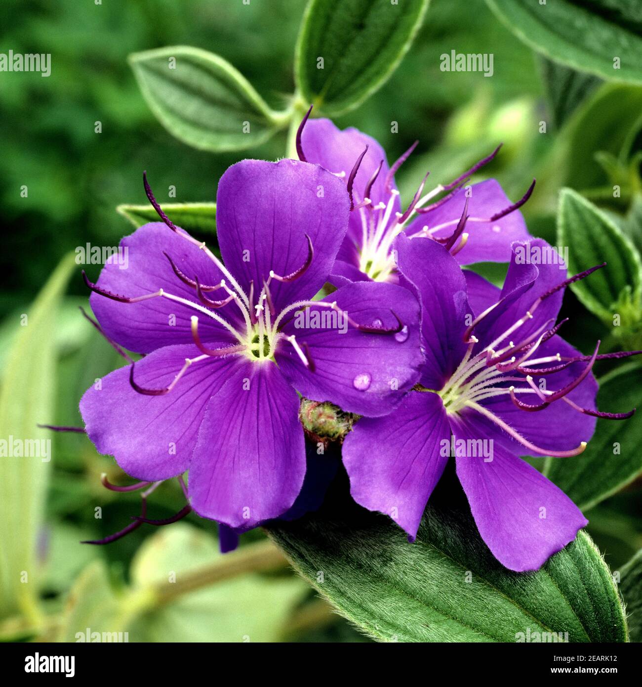 Tibouchina, Prinzessinnenblume Stockfoto