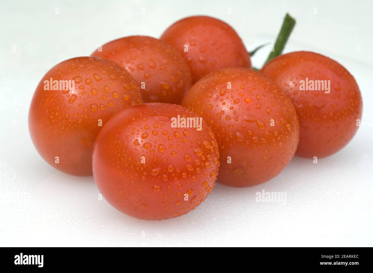 Tomaten, Lycopersicon esculentum Stockfoto