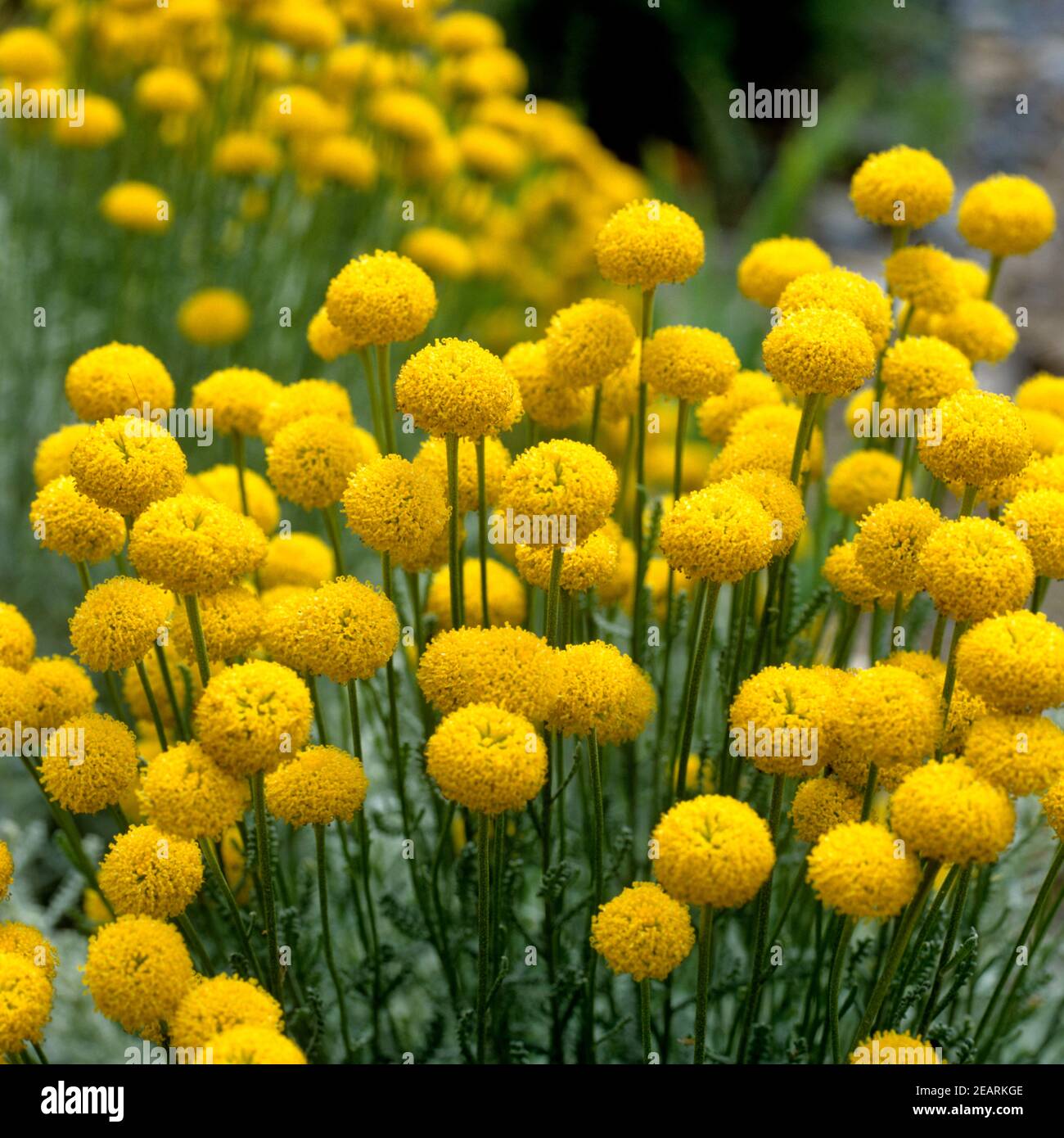 Heiligenkraut Santolina chamaecyparissus Stockfoto