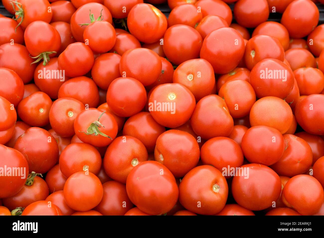 Tomaten, auswendig Stockfoto
