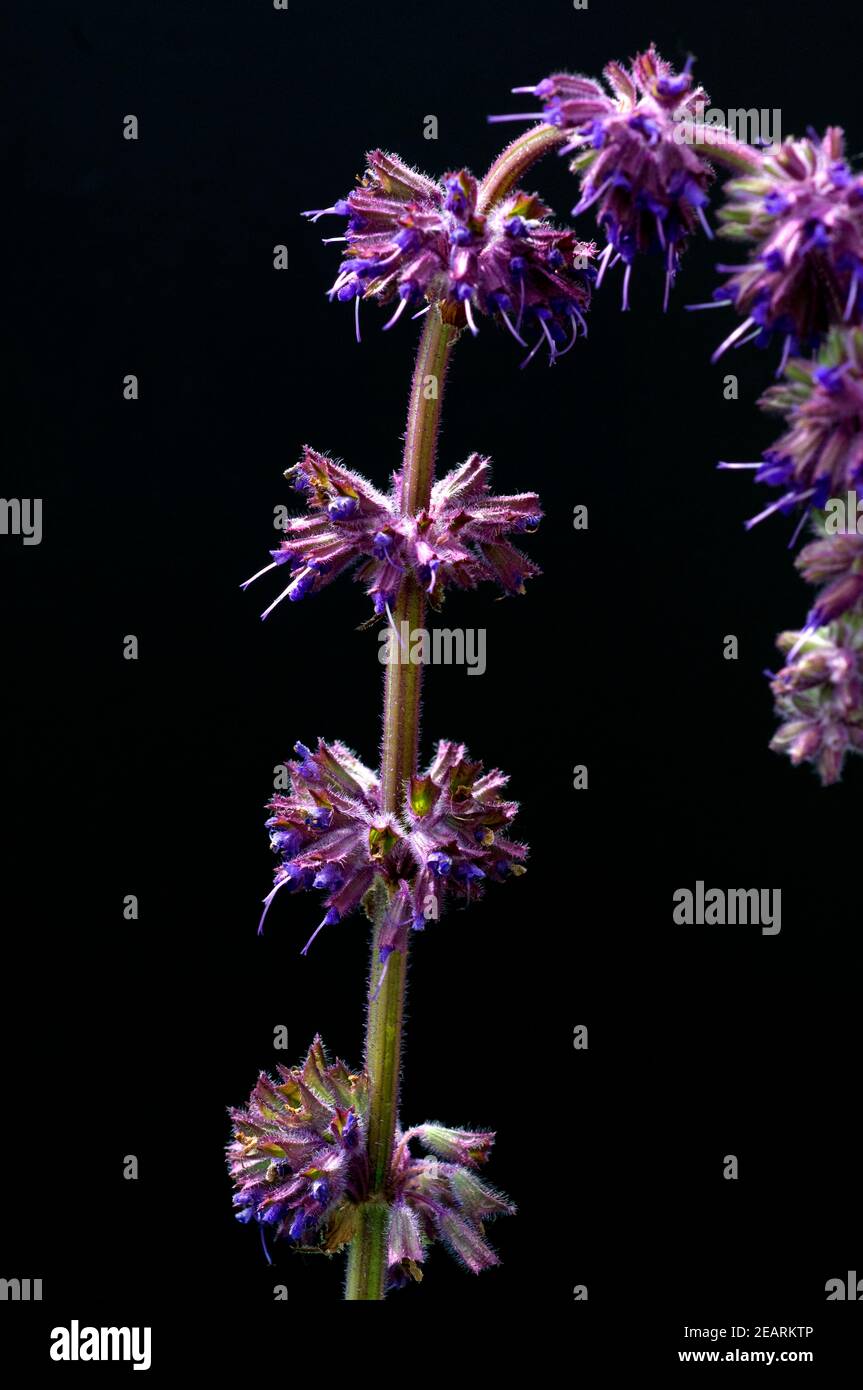 Quirlblaettriger Salbei, Salvia verticillata, Purple Rain Stockfoto