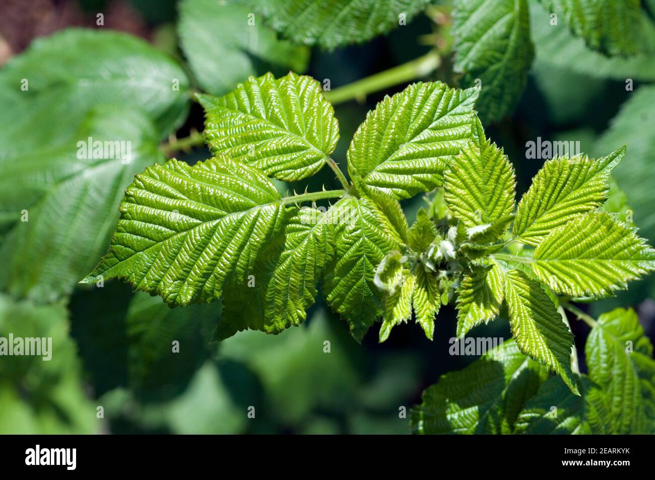 Brombeerblaetter Fotos und Bildmaterial in hoher Auflösung Alamy