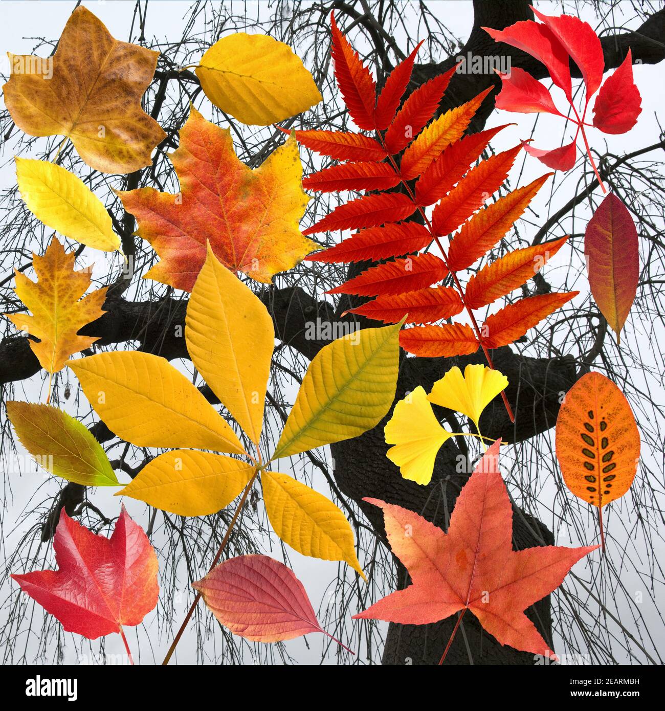 Herbstblaetter; Bunt; Leuchtend; Blatt; Blaetter; Stockfoto