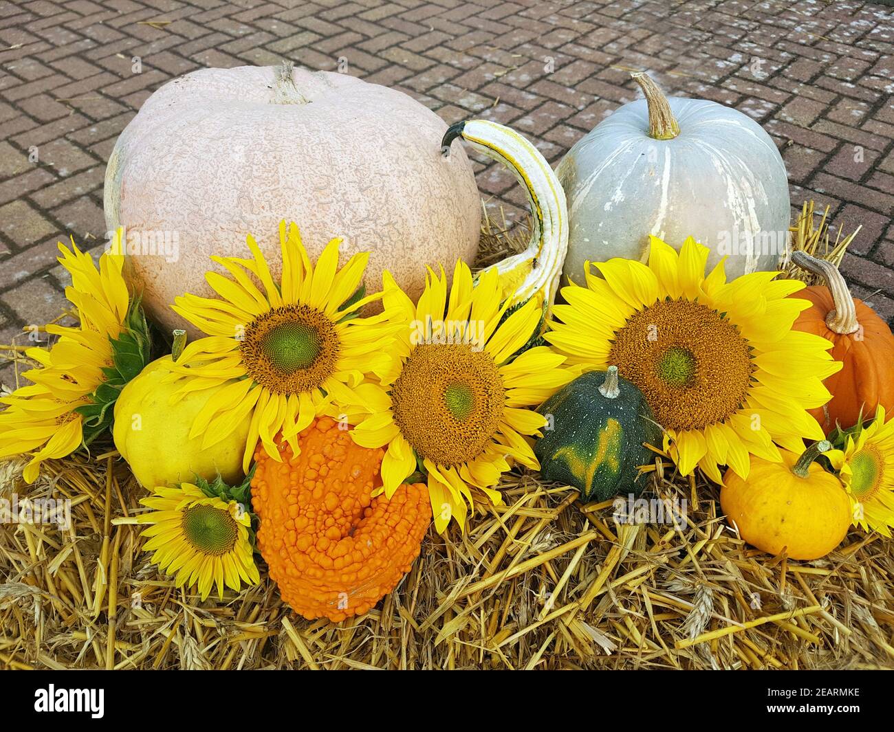 Herbststimmung, Kuerbisse, Sonnenblumen Stockfoto