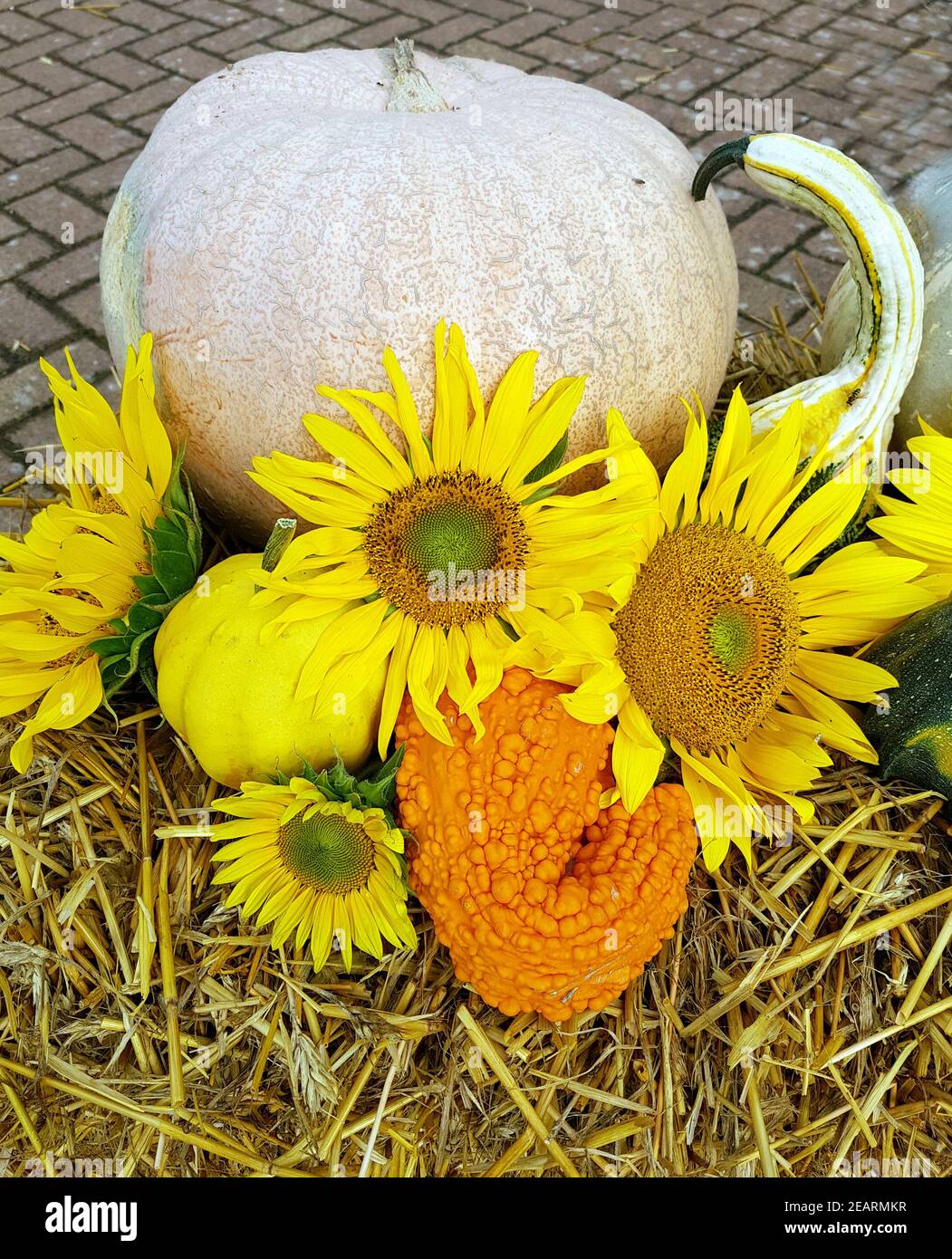 Herbststimmung, Kuerbisse, Sonnenblumen Stockfoto