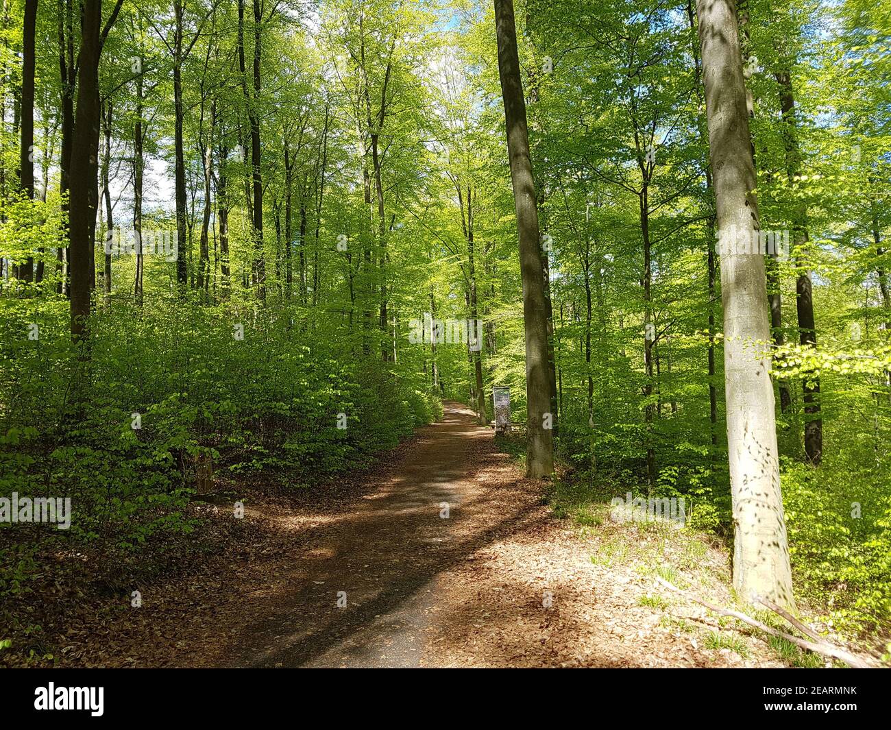 Buchenwald, Nationalpark, Kellerwald-Edersee Stockfoto