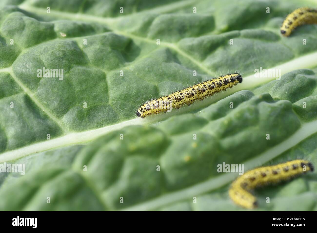 Raupen, Grosser Kohlweissling, Pieris, brassicae Stockfoto