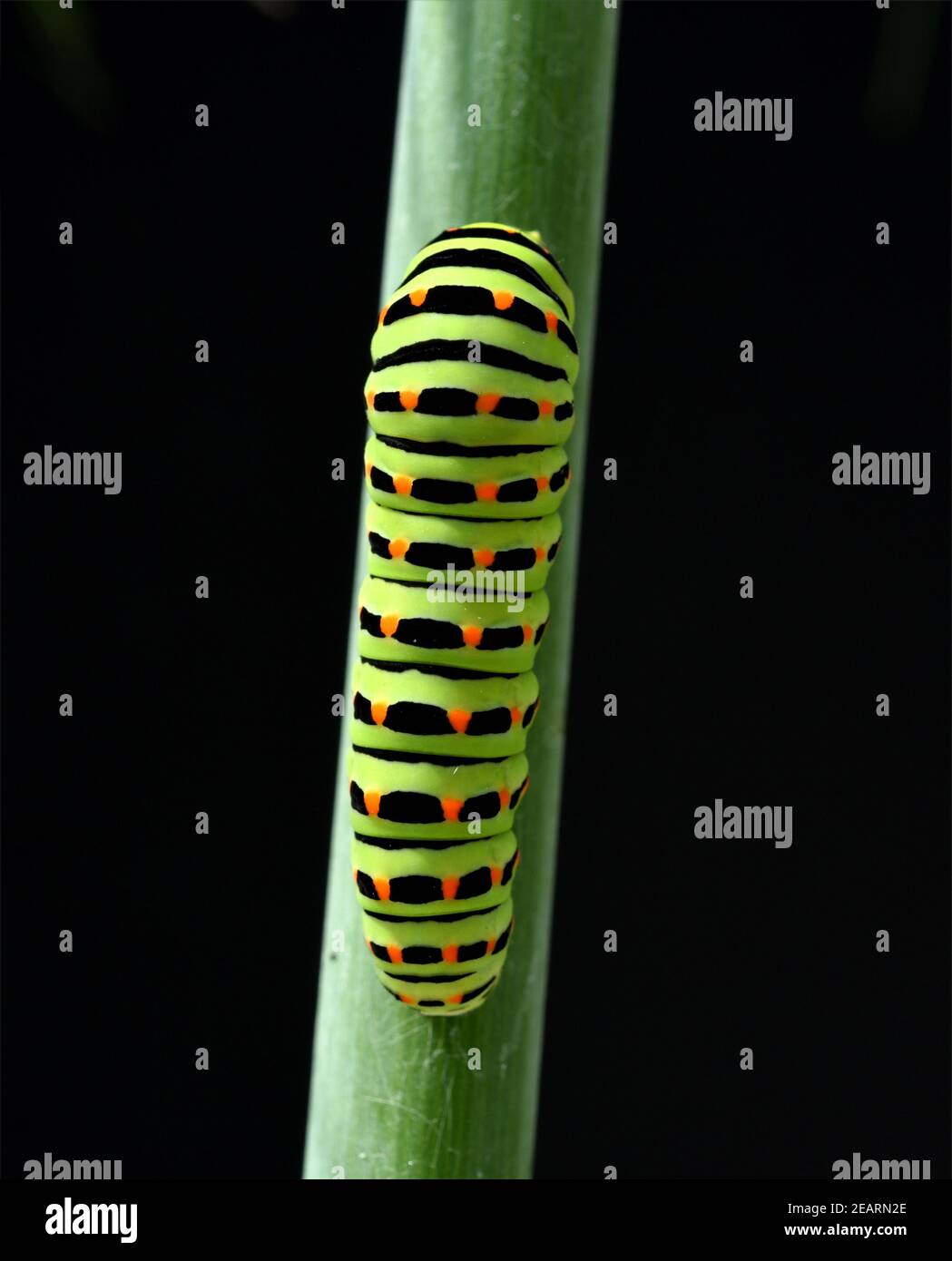 Papilio Machaon Raupe Fotos Und Bildmaterial In Hoher Auflösung Alamy 9402