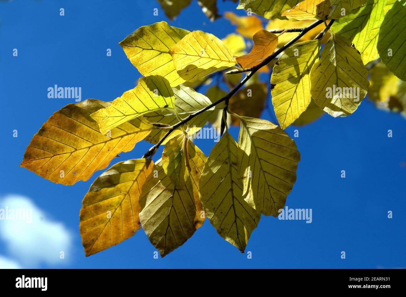 Buchenblaetter, Herbst Stockfoto