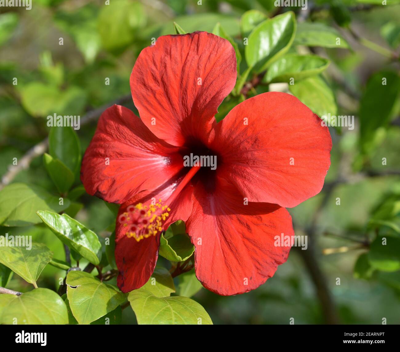 Hibiscus rosa-sinensis Roseneibisch, Heilpflanze Stockfoto