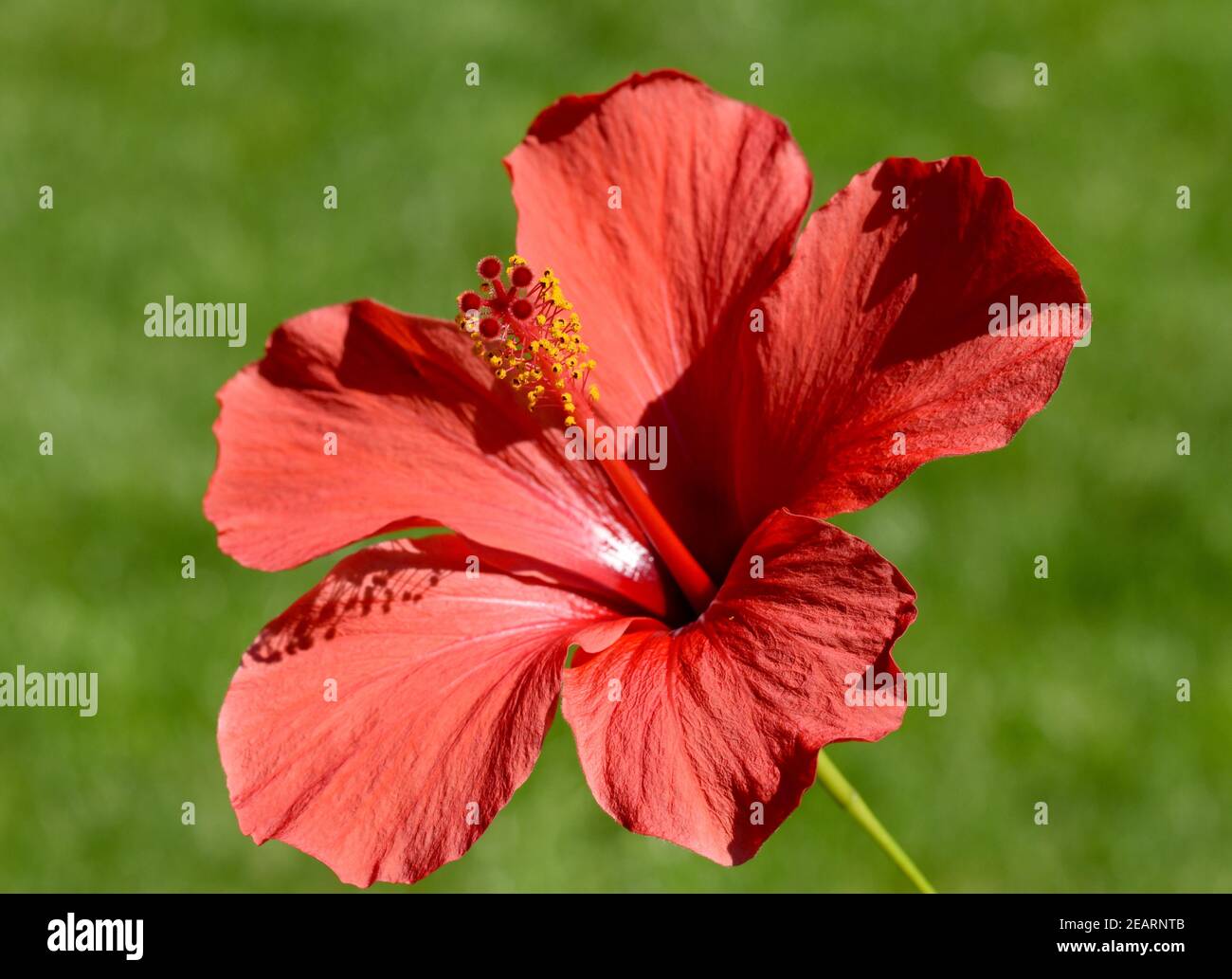 Hibiscus rosa-sinensis, Roseneibisch Stockfoto