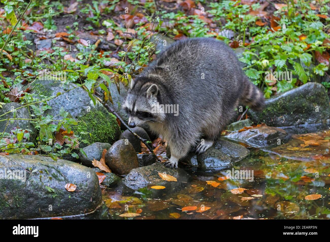 Waschbär (Procyon lotor), invasive Arten aus Nordamerika, die entlang Bach / Bach zu Nahrungssuche Stockfoto