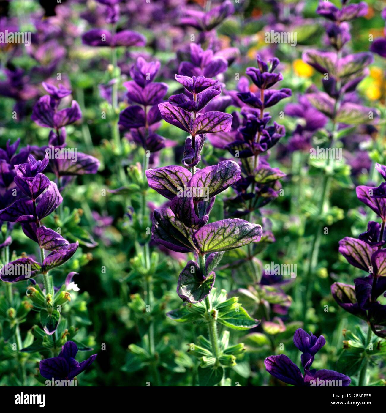 Buntschopfsalbei Salvia viridis Stockfoto