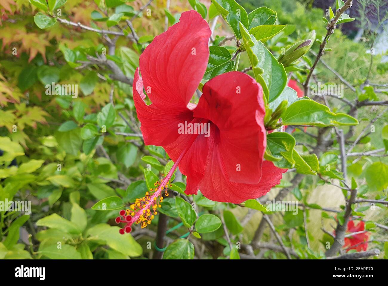 Hibiscus rosa-sinensis Roseneibisch, Heilpflanze Stockfoto