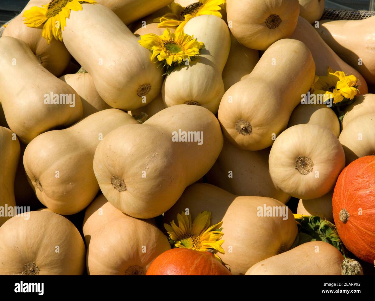 Butternut, Kuerbisse Stockfoto
