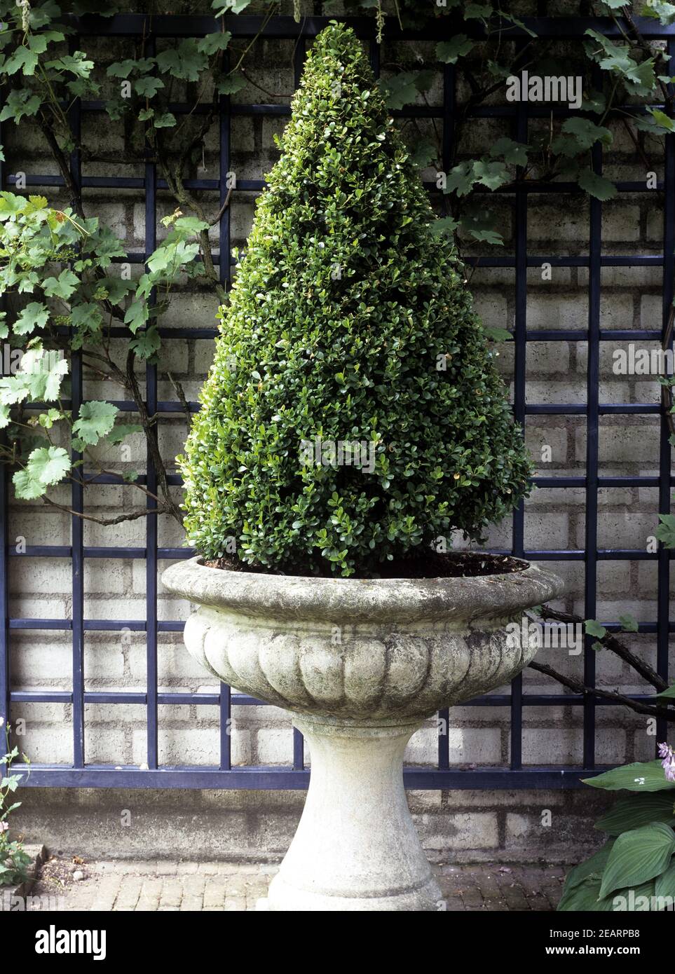 Buxbaum, Pyramide Stockfoto