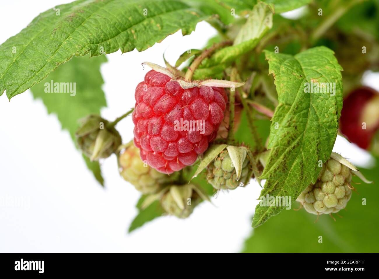 Himbeeren, Rubus, Mill Stockfoto
