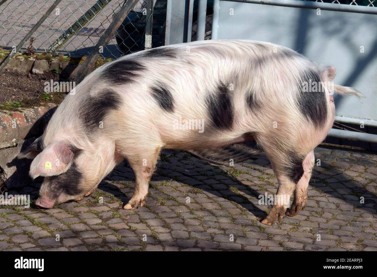 Buntes Bentheimer Schwein Sus scrofa domesticus Arche-Hof bedrohte gefährdet Stockfoto