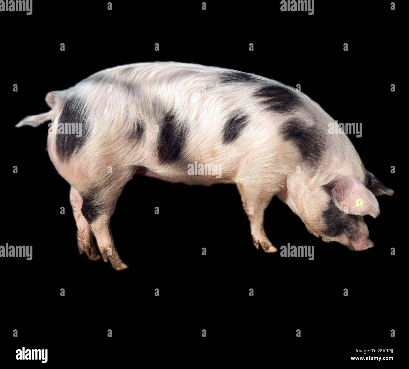 Buntes Bentheimer Schwein Sus scrofa domesticus Arche-Hof bedrohte gefährdet Stockfoto