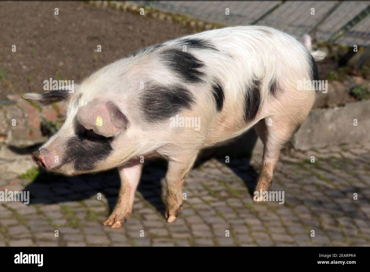 Buntes Bentheimer Schwein Sus scrofa domesticus Arche-Hof bedrohte gefährdet Stockfoto