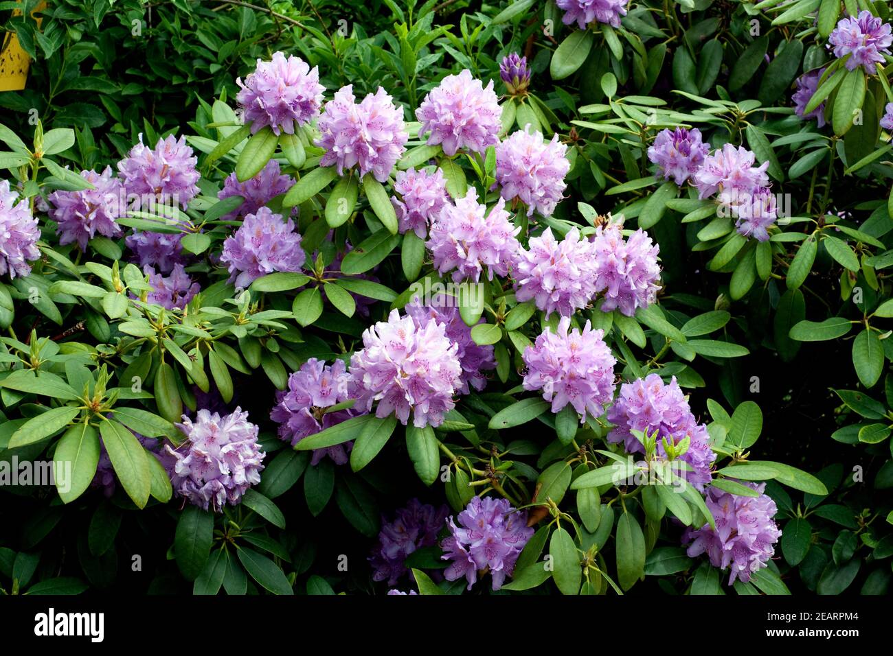 Rhododendron pflanzen Fotos und Bildmaterial in hoher Auflösung Alamy