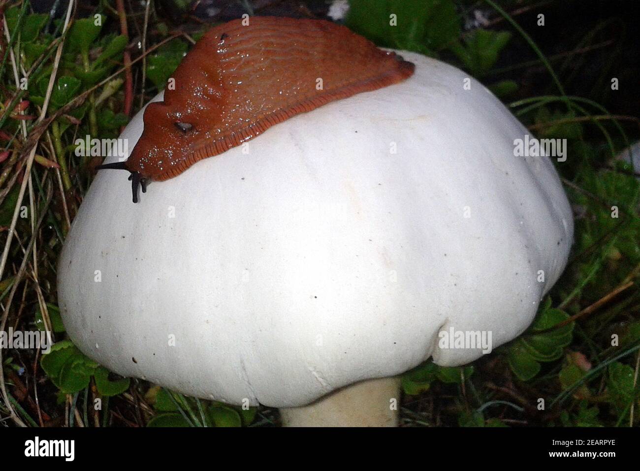 Wiesenchampignon, Schnecke, Champignon Stockfoto