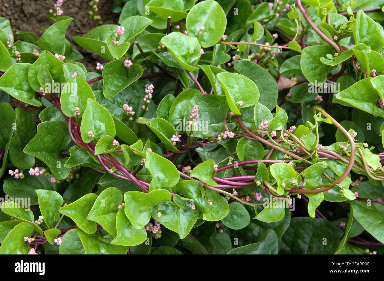 Ceylon-Spinat, Basella Rubra Stockfoto