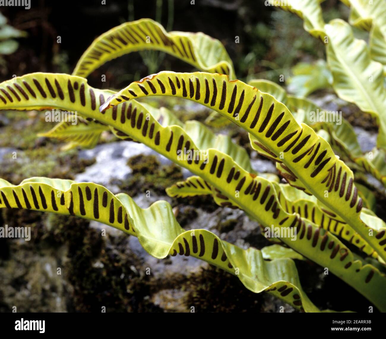 Hirschzungenfarn, Phillistis Stockfoto