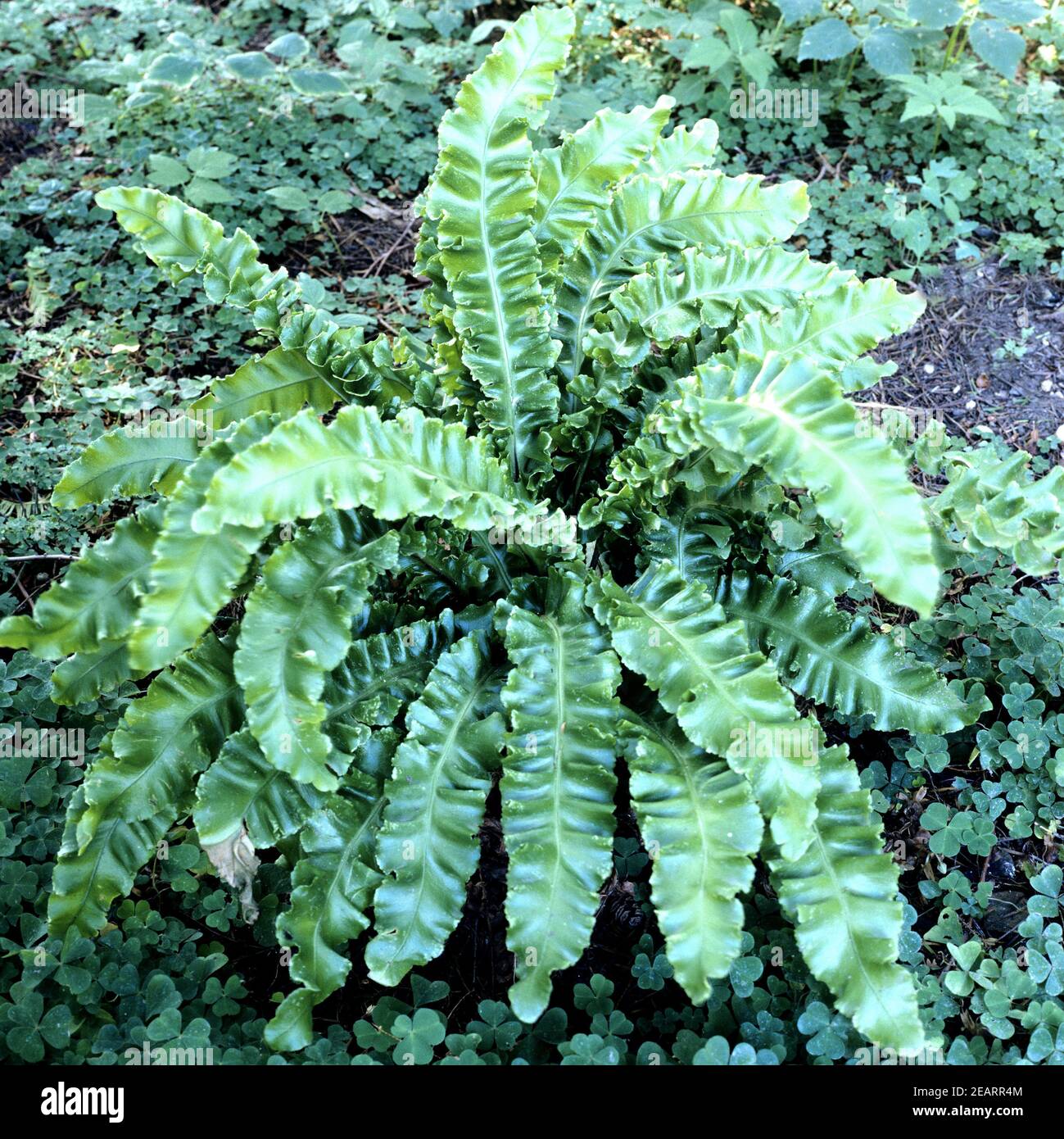 Hirschzunge, Phillystis scolopendrium Stockfoto