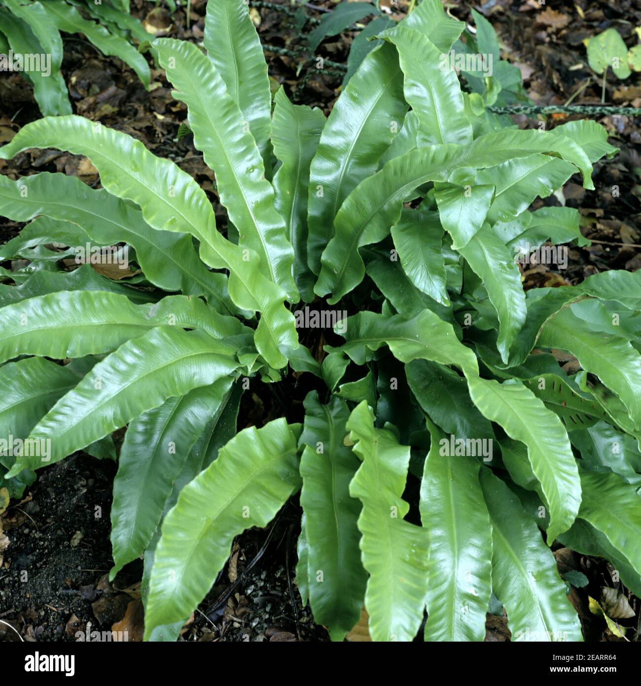 Hirschzungenfarn, Phillystis scolopendrium Stockfoto