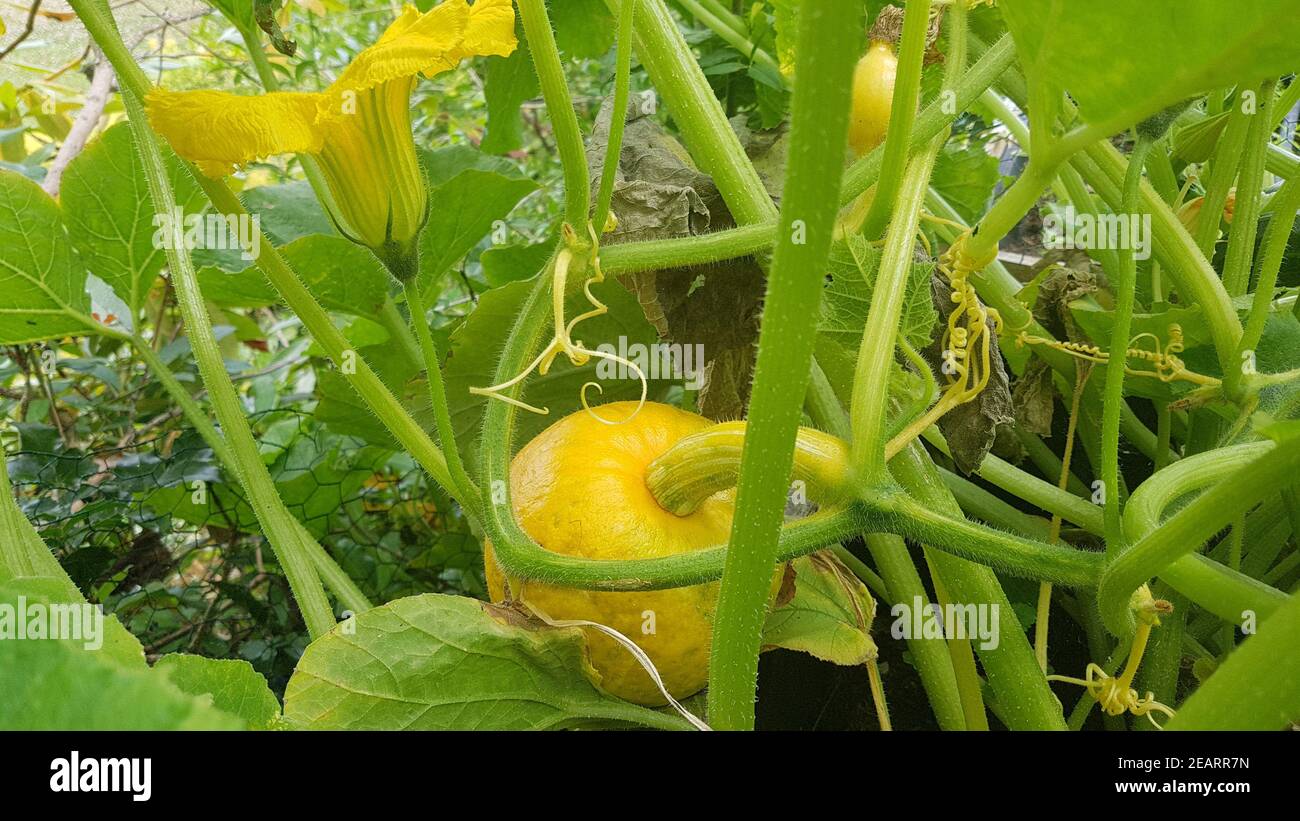 Hochbeet, Kuerbisse, Hokkaidokuerbis, Cucurbita maxima Stockfoto