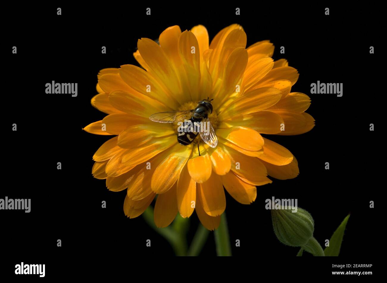 Ringelblume Schwebfliege Stockfoto