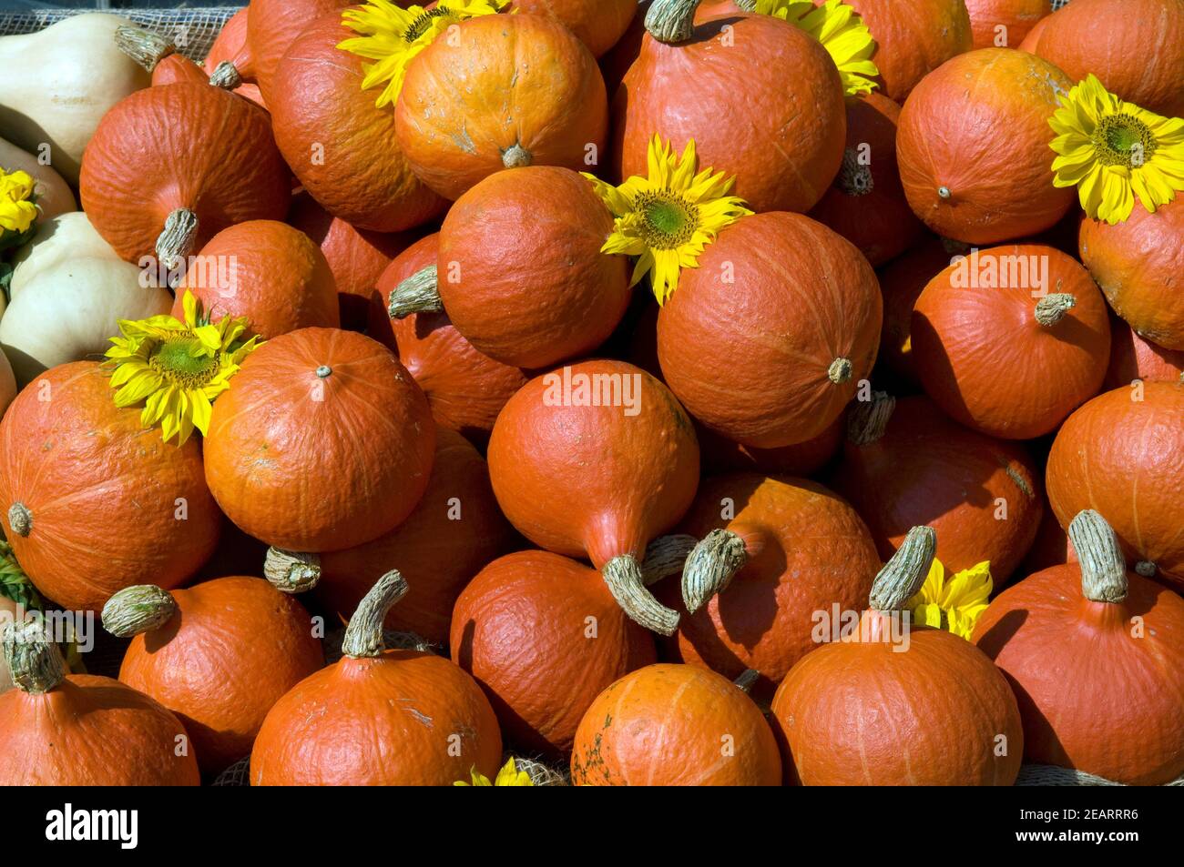 Hokkaidokuerbis Stockfoto