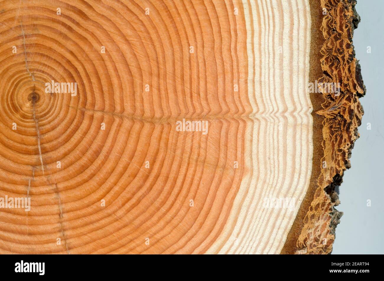Holzscheibe, Jahresringe Stockfoto