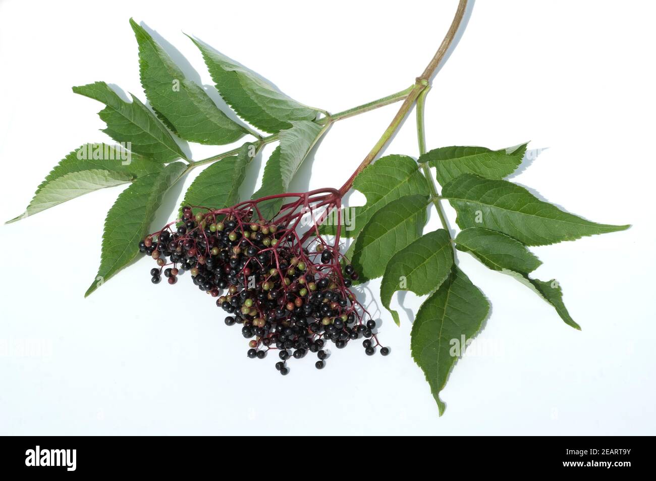 Holunderbeere Sambucus Nigra, Stockfoto