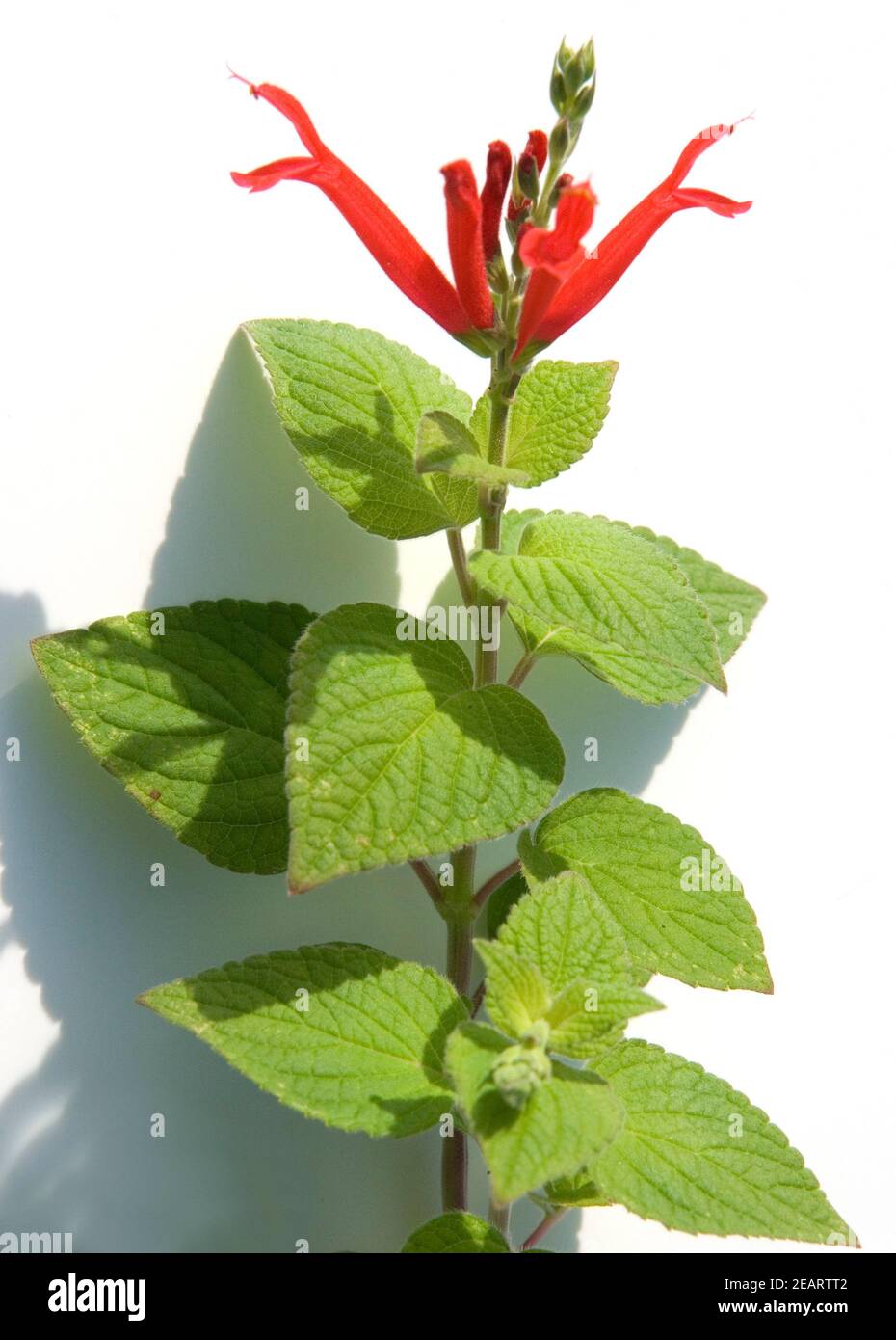 Honigmelonensalbei; Mandarinensalbei; Salvia elegans Stockfoto