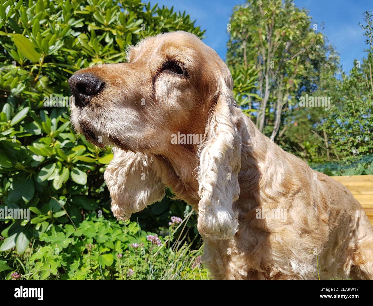Cocker Spaniel Hund Stockfoto
