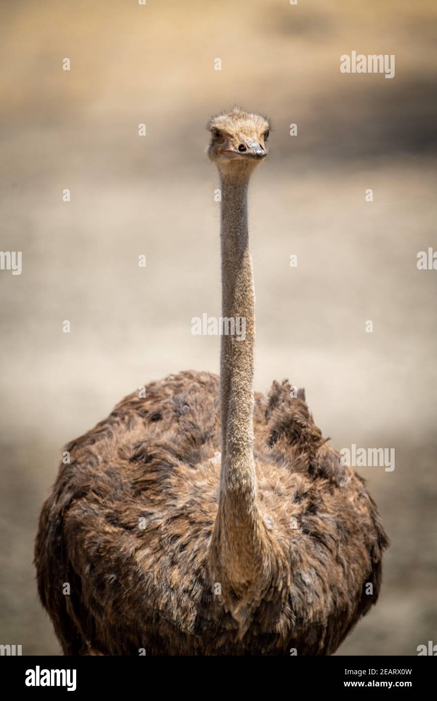 Nahaufnahme der Kamera mit Blick auf den weiblichen Strauß Stockfoto