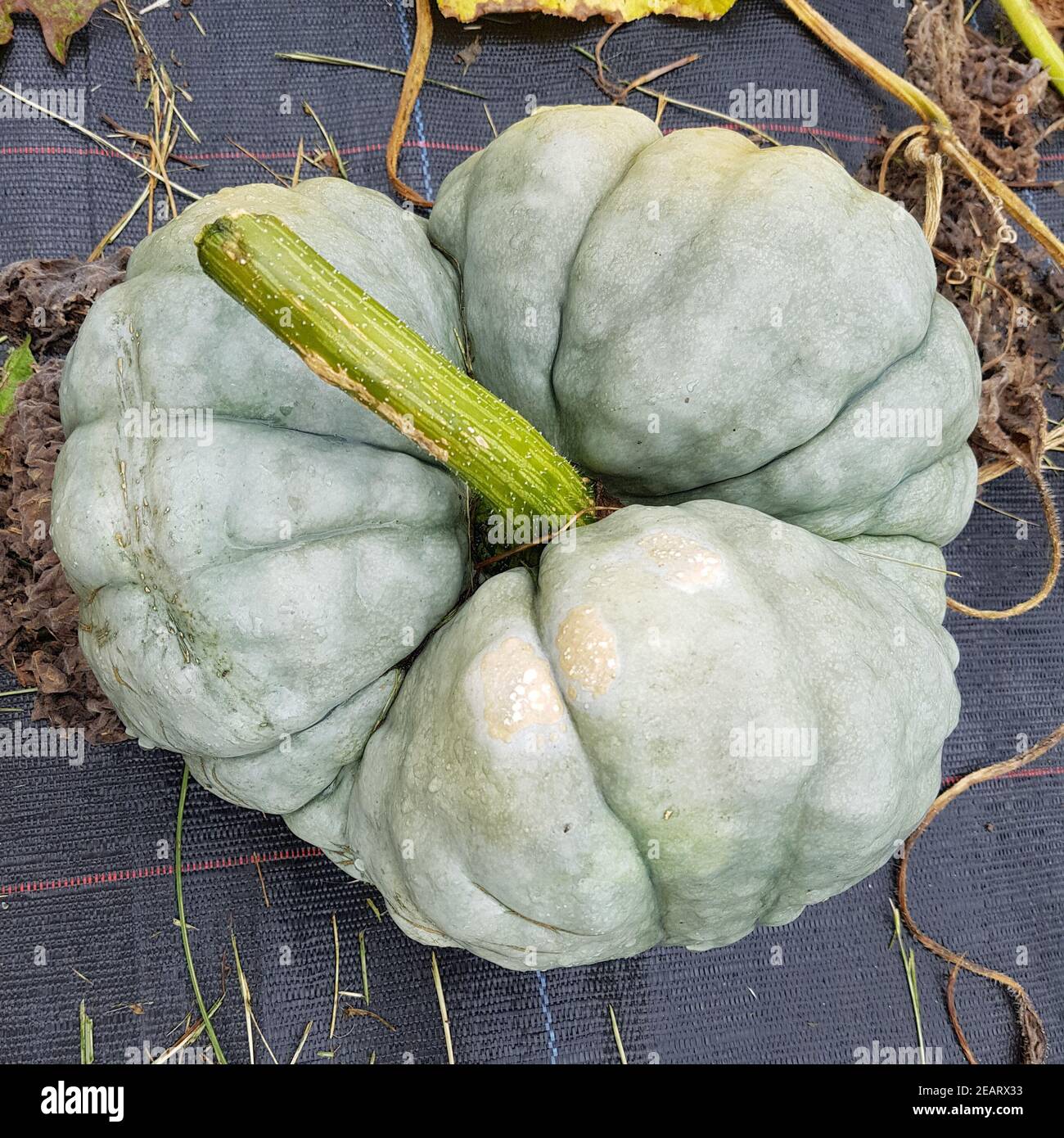 Triamble, Kuerbis, Speisekuerbis Cucurbita pepo Stockfoto