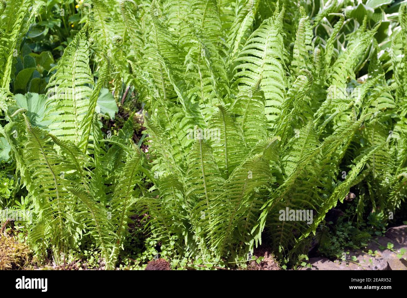 Straussfarn Echter Matteuccia Stockfoto