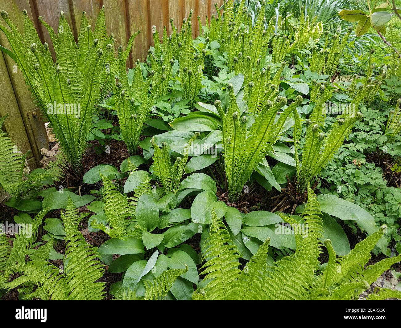 Trichterfarn, Baerlauch Allium ursinum Stockfoto