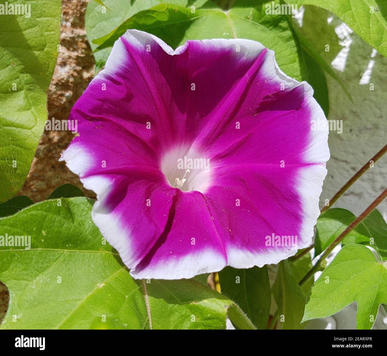 Trichterwinde Dreifarbige Prunkwinde Ipomoea purpurea Stockfoto