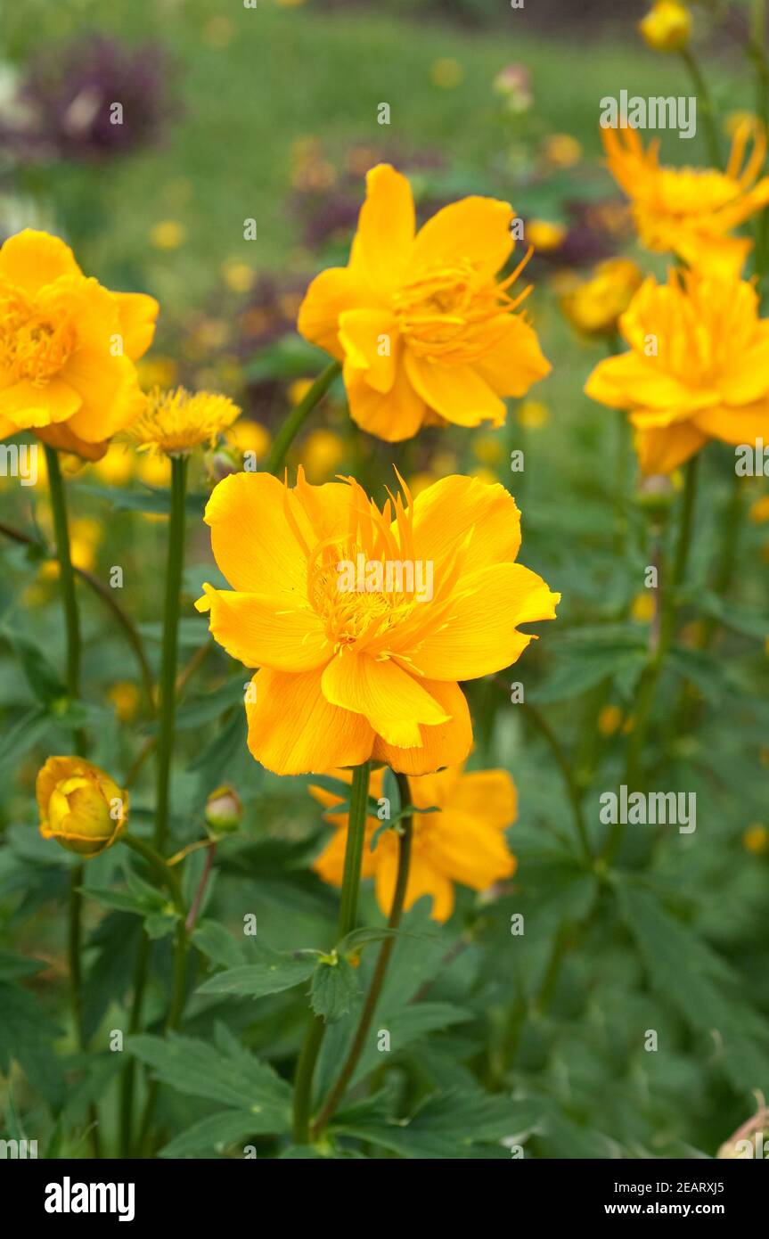 Trollblume Trollius, chinensis, Golden, Queen Stockfoto