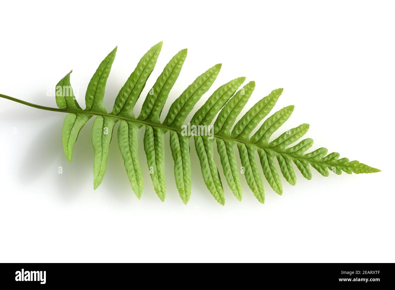 Tuepfelfarn, Polypodium vulgare Stockfoto