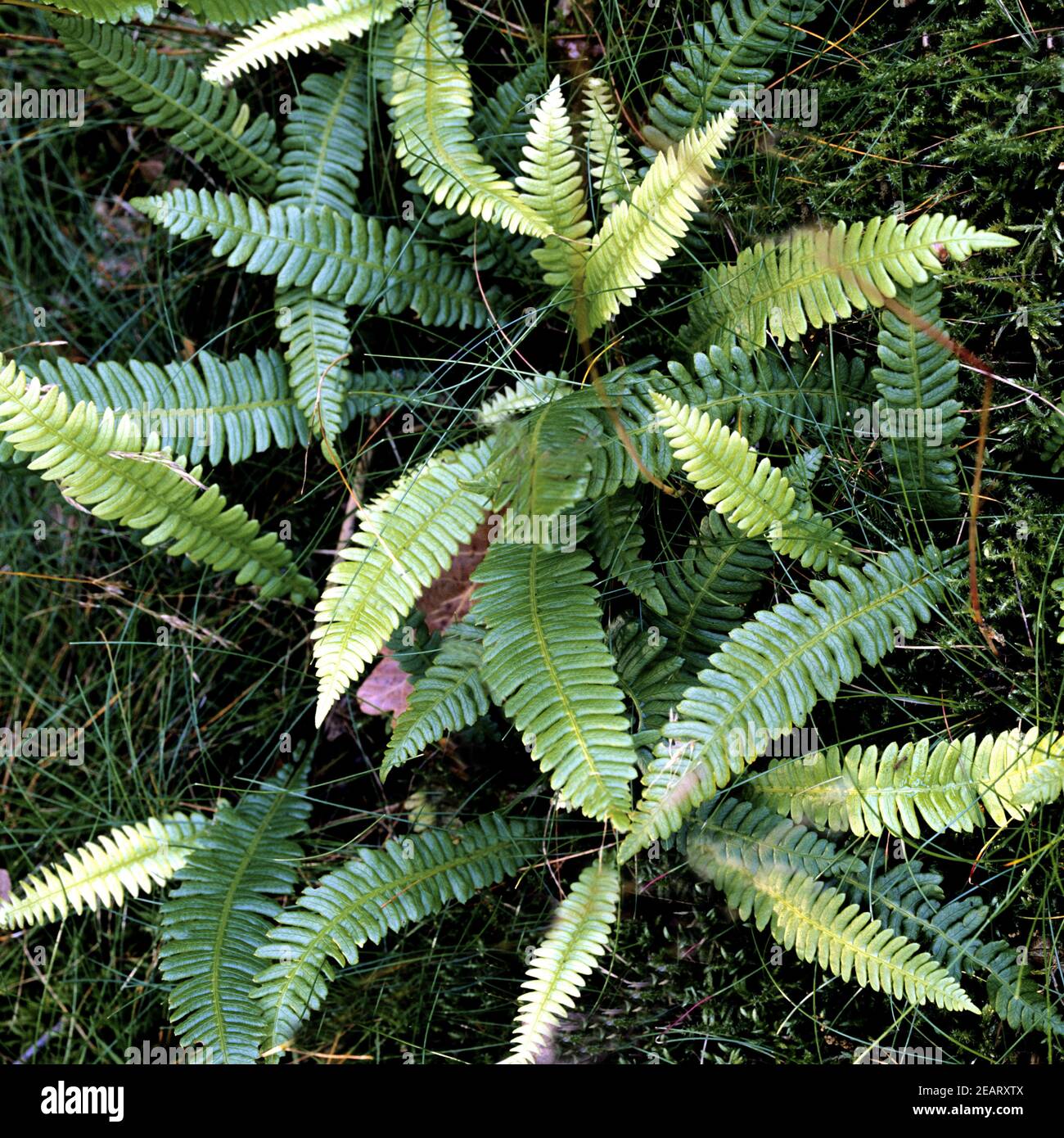 Tâ¸pfelfarn, Polypodium vulgare Stockfoto