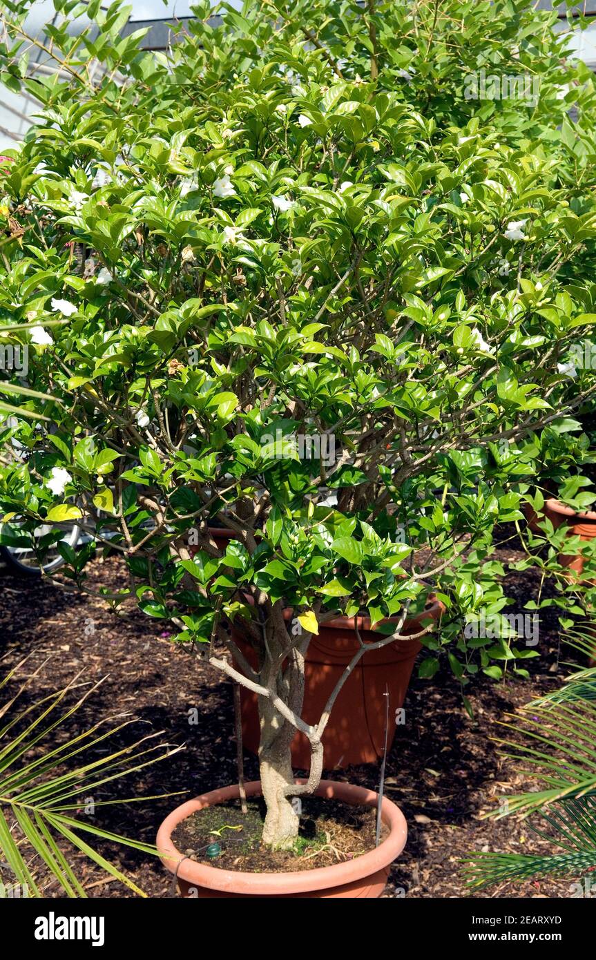 Schrubben Jasmin Stockfoto