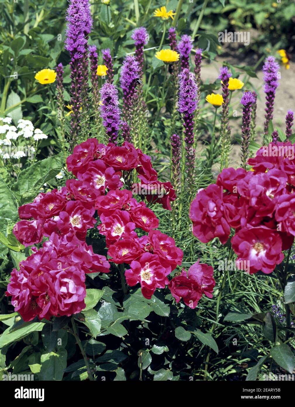 Rosen und Blumen, Prachtscharte Stockfoto