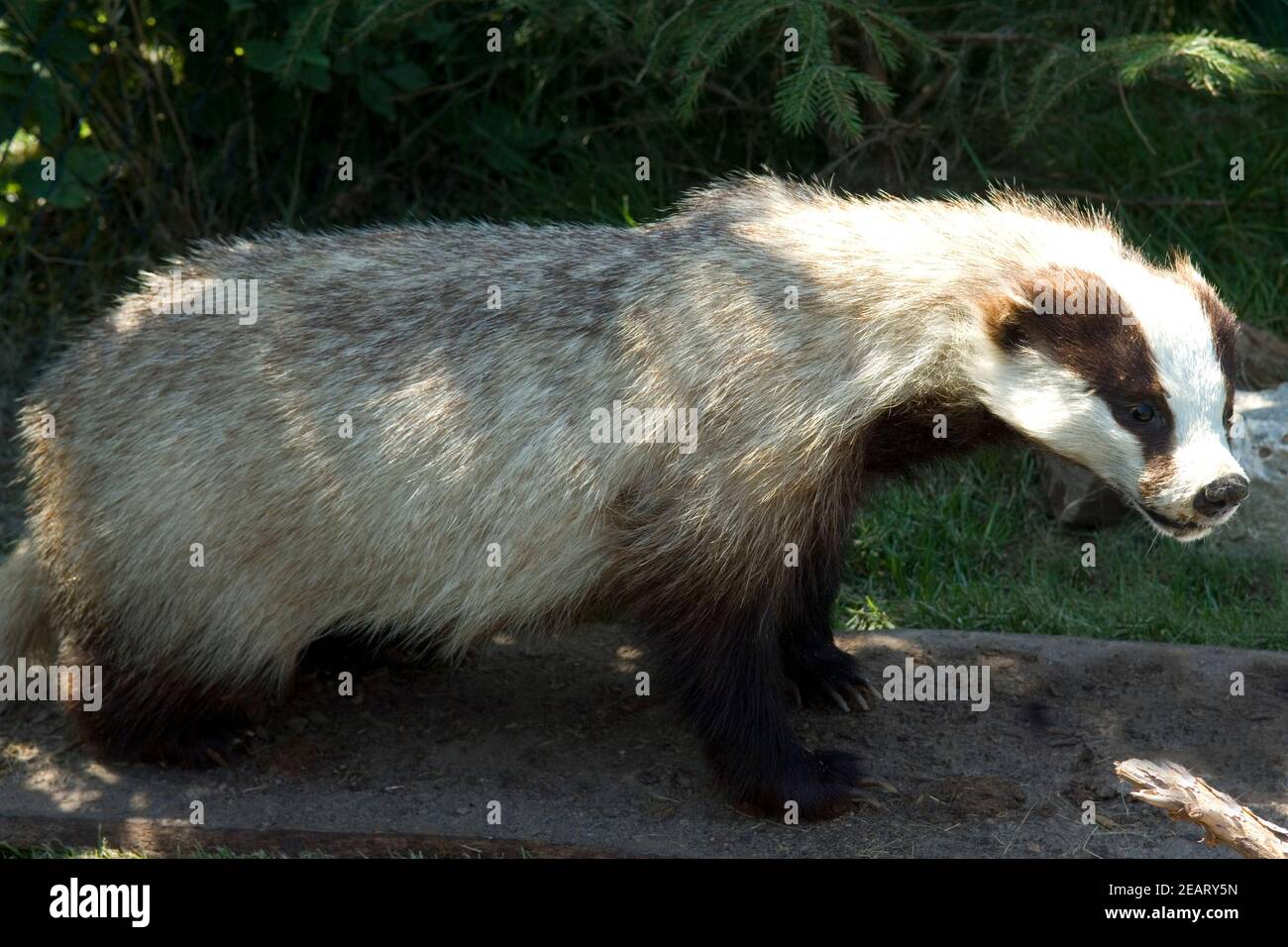 Dachs Stockfoto